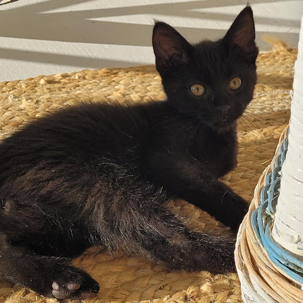 Sunday, Adoptable, Kitten Male Domestic Short Hair.