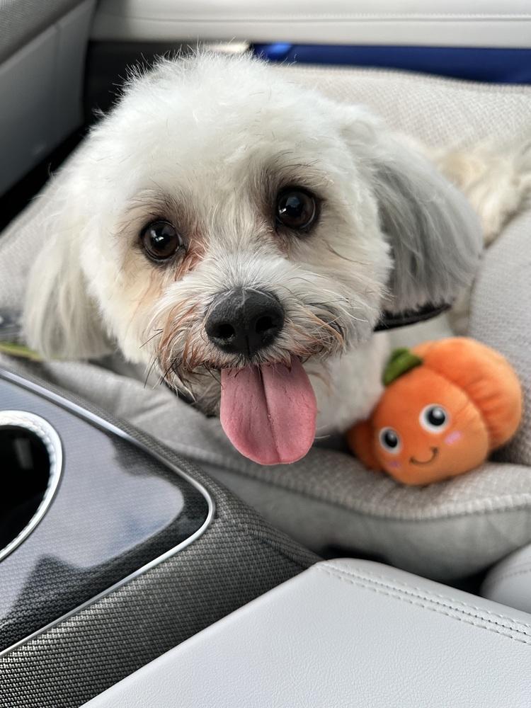 Zac, Adopted, Young Male Havanese.