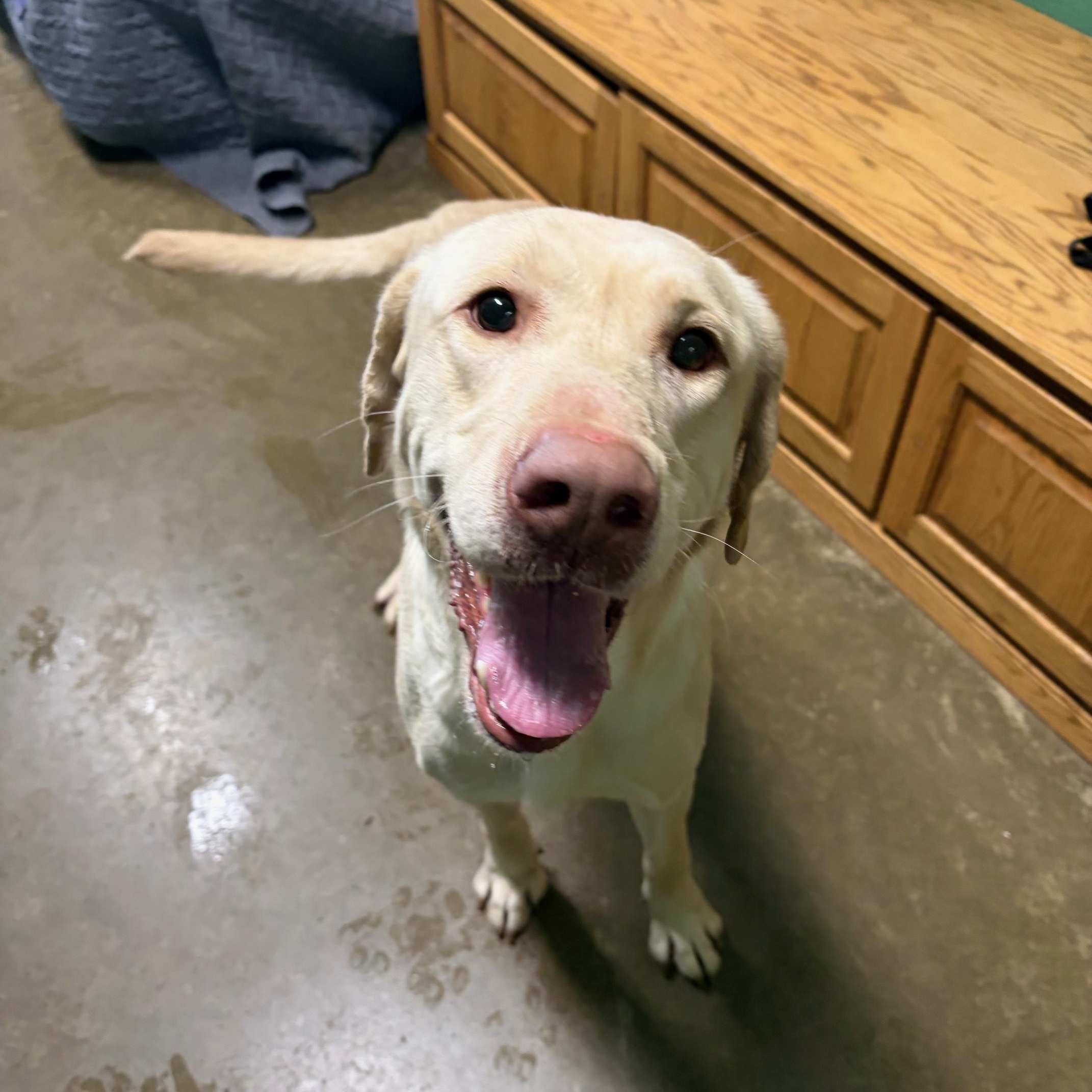 Enlarge Ranger, an adopted Yellow Labrador Retriever in Seneca, PA image 1/1