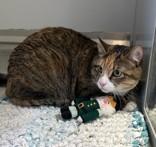 Enlarge Kiki/55732781, a ADOPTABLE Domestic Short Hair in Elko, NV image 1/1