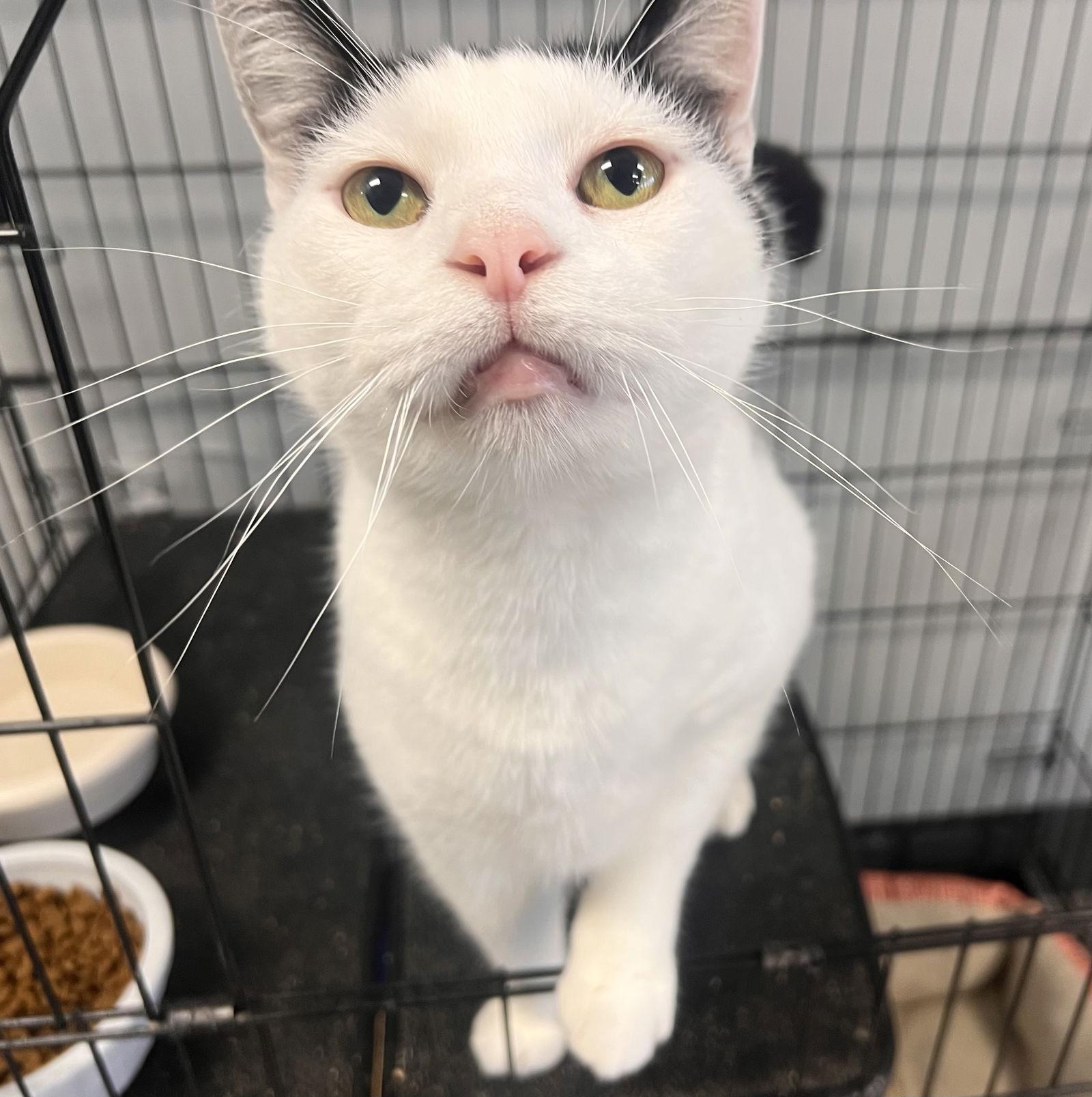 Artemis (FSL), Adoptable, Adult Male Domestic Short Hair.