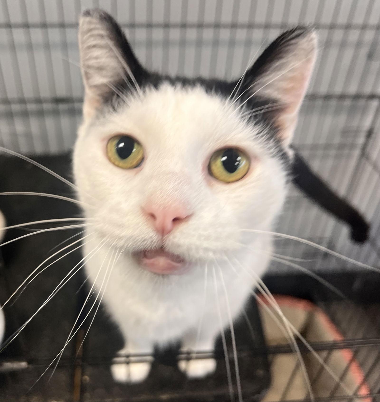 Enlarge Artemis- Must Apply in Person, a Adoptable Domestic Short Hair in Georgetown, KY image 2/3