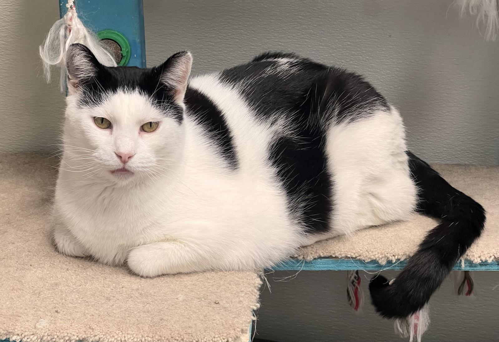 Enlarge Artemis- Must Apply in Person, a Adoptable Domestic Short Hair in Georgetown, KY image 3/3