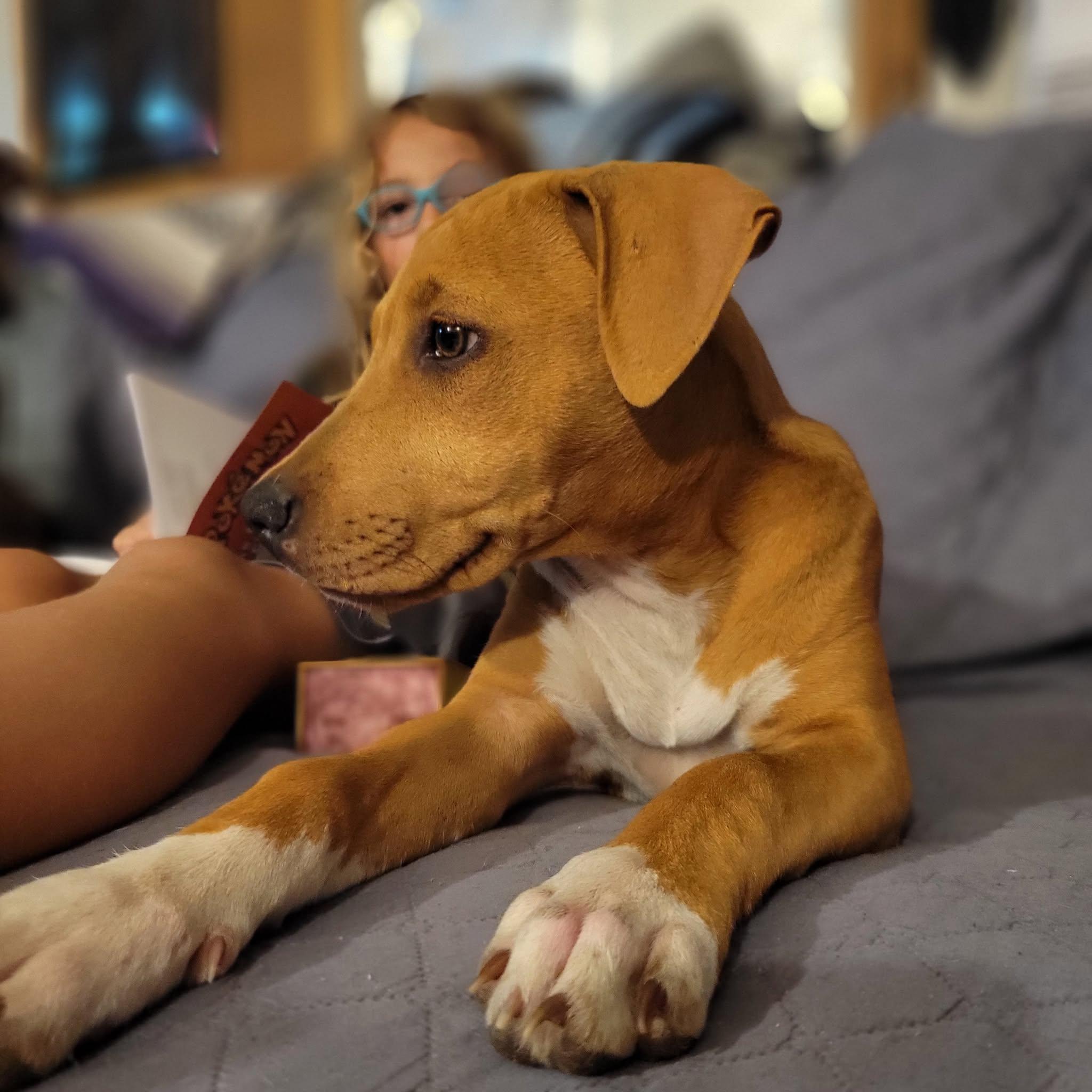Enlarge Ledy, a Adoptable mixed breed in Bethlehem, PA image 5/5