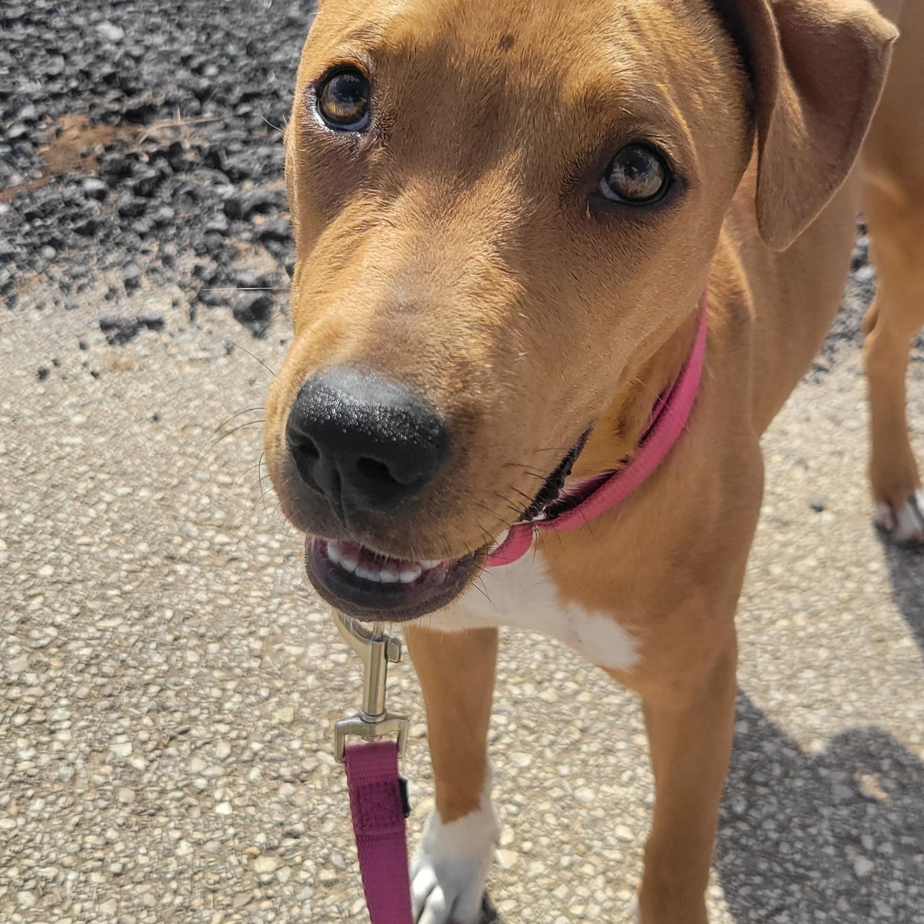Enlarge Ledy, a Adoptable mixed breed in Bethlehem, PA image 2/5