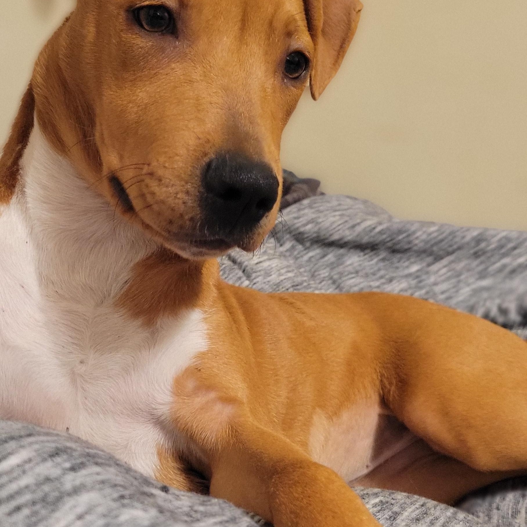 Enlarge Ledy, a Adoptable mixed breed in Bethlehem, PA image 3/5