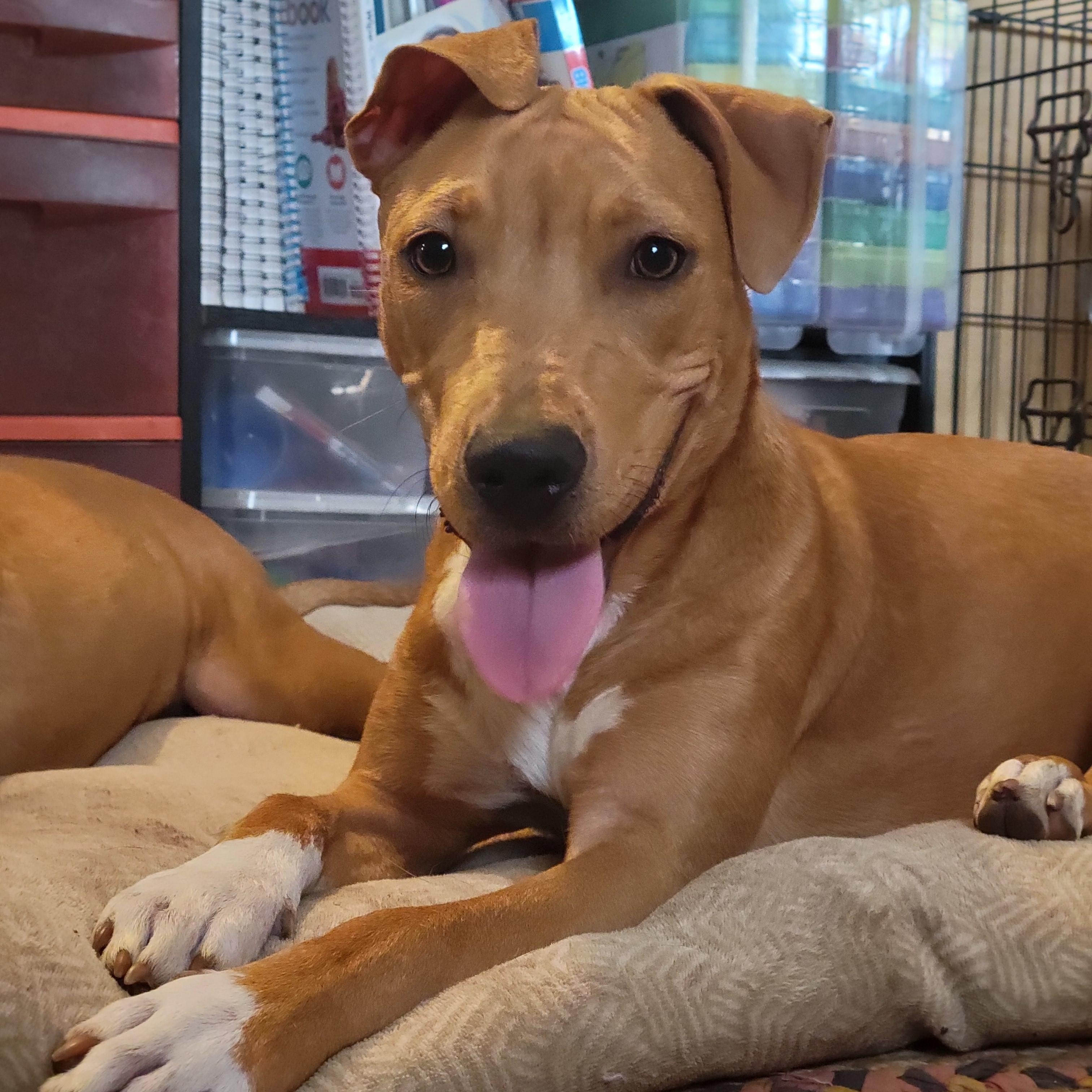 Enlarge Ledy, a Adoptable mixed breed in Bethlehem, PA image 1/5