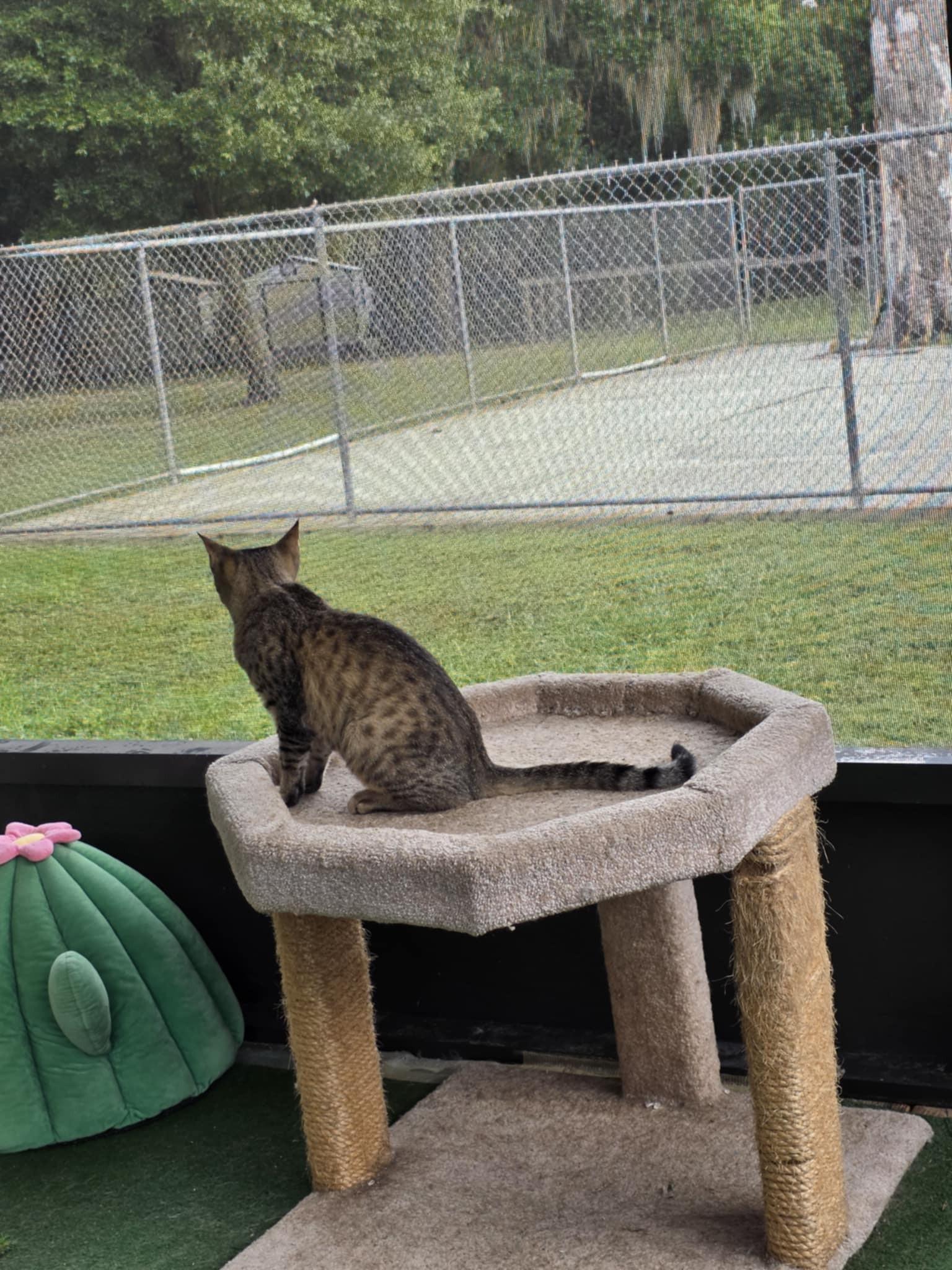 Beaker, a Adoptable mixed breed in Umatilla, FL image 4/4