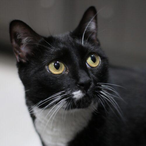 Sapphire, a Adoptable Domestic Short Hair in Edmond, OK image 3/6