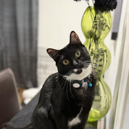 Enlarge Sapphire, a Adoptable Domestic Short Hair in Edmond, OK image 3/6