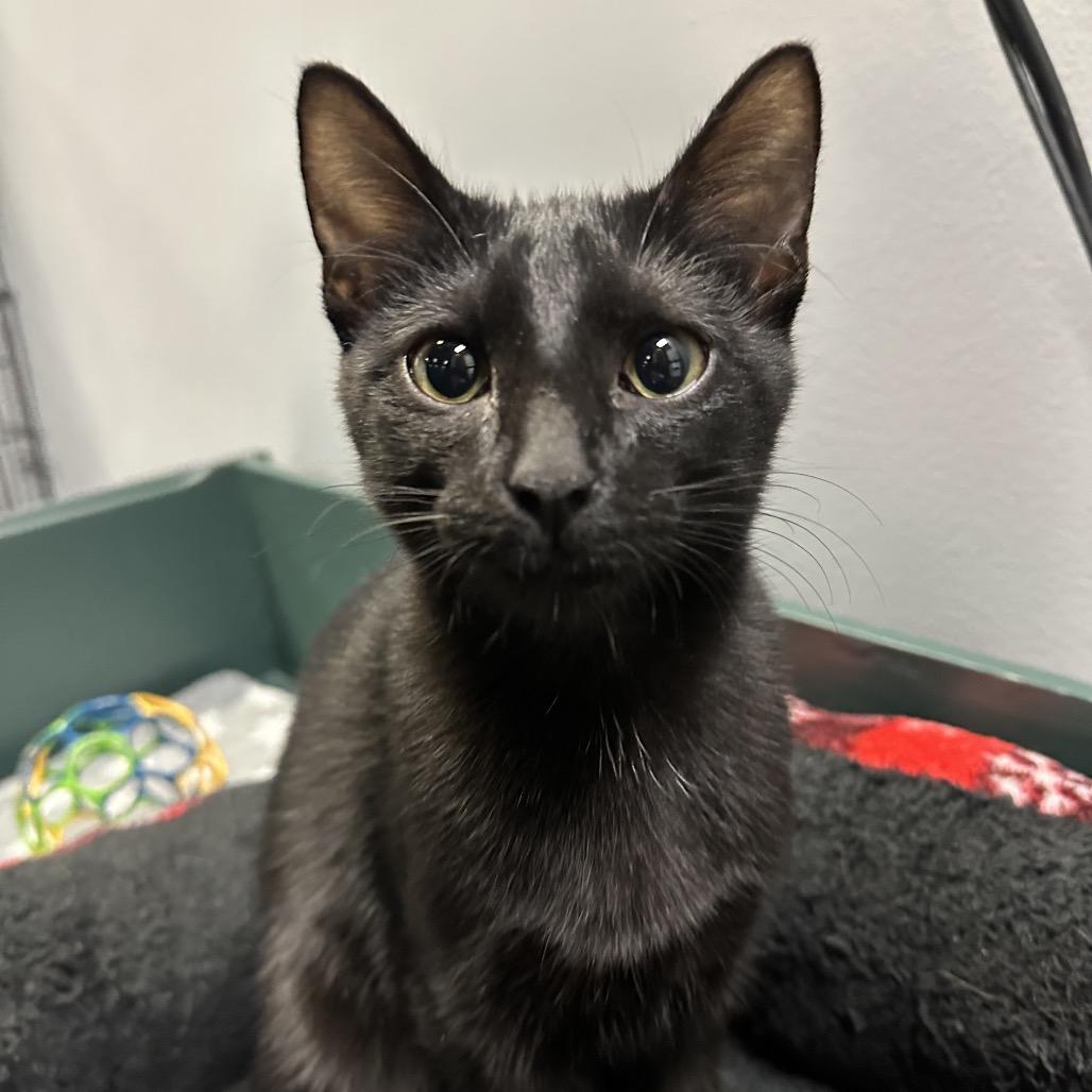 Cocoa Puff, Adoptable, Kitten Male Domestic Short Hair.