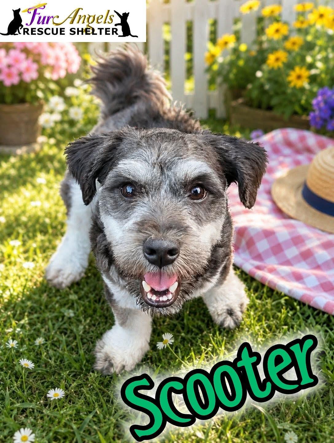 Enlarge Scooter, an adopted mixed breed in Toledo, OH image 1/1
