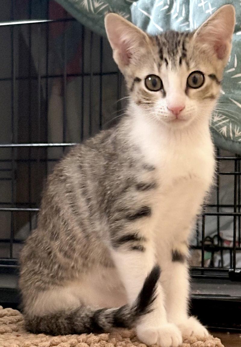 Enlarge Chip, a Adopted Domestic Short Hair in Ventura, CA image 1/1