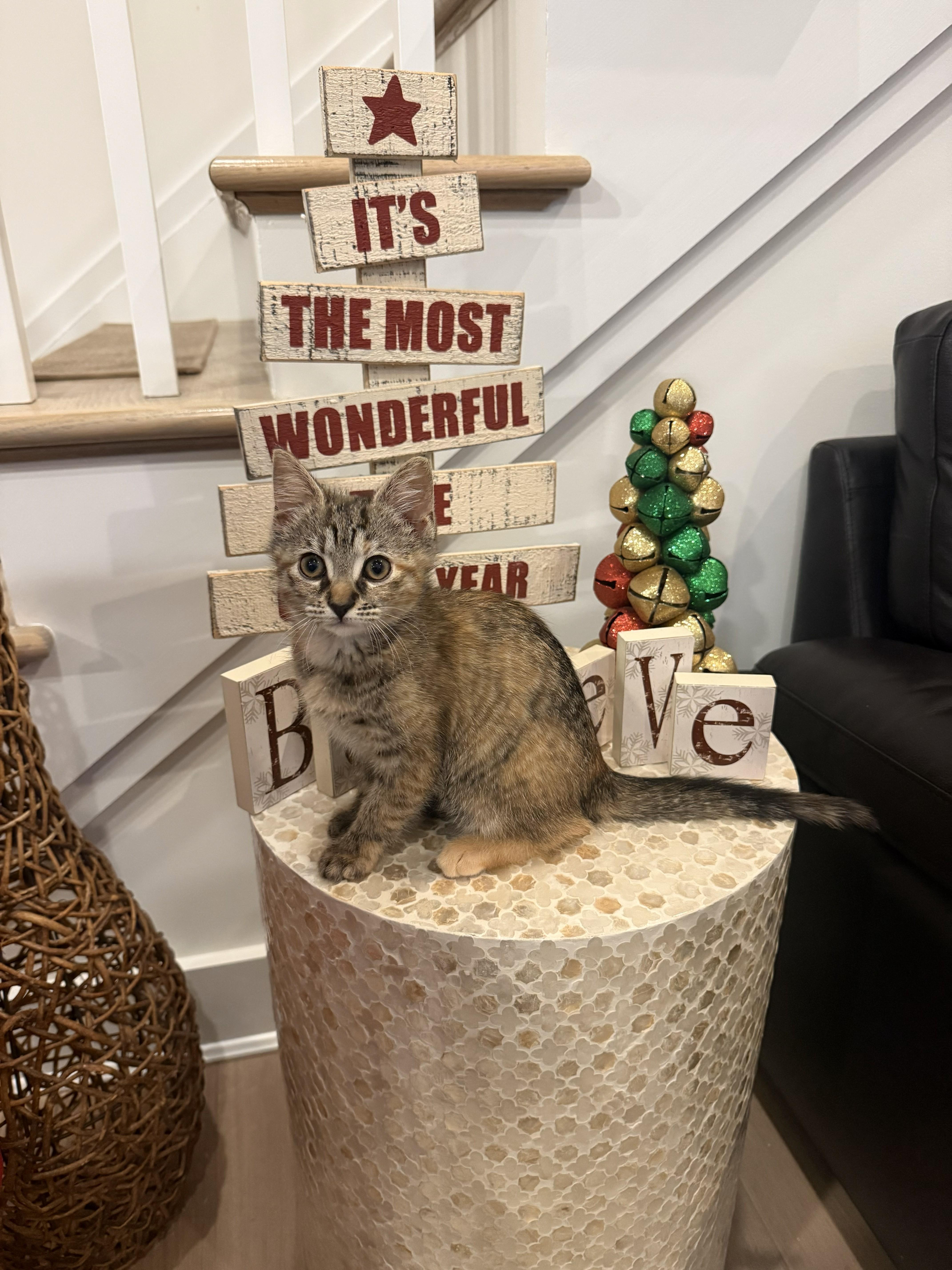 Enlarge Halo, an adopted Domestic Short Hair in Chesapeake Beach, MD image 4/6