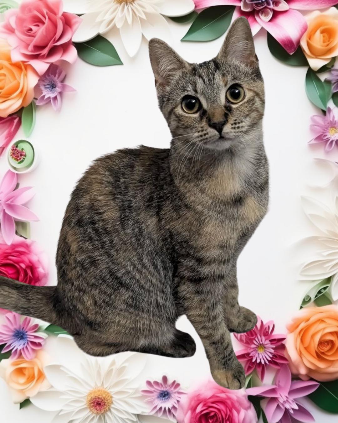 Enlarge Halo, an adopted Domestic Short Hair in Chesapeake Beach, MD image 1/6