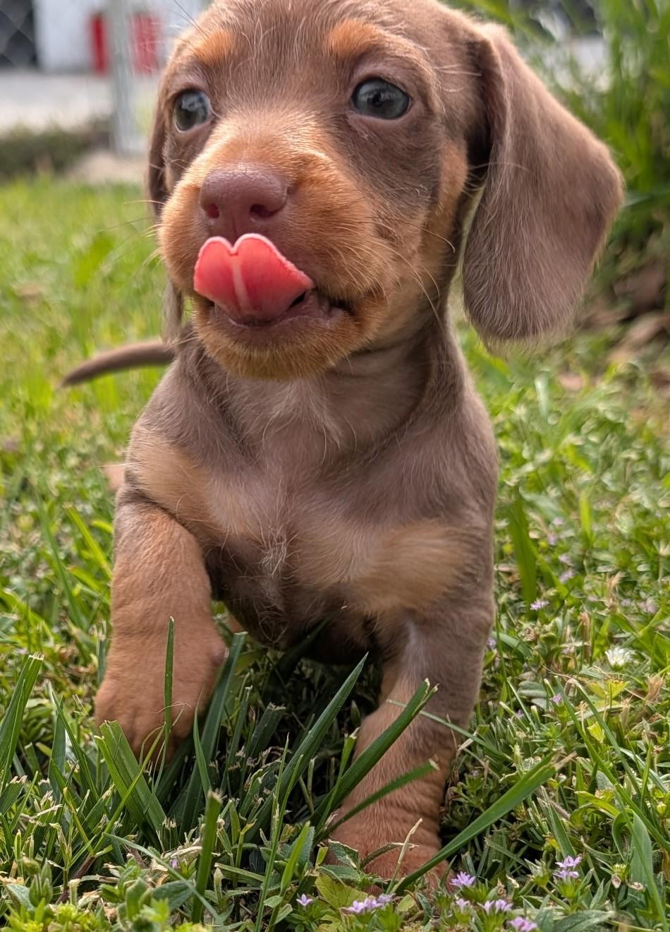 Mocha in TN, an adopted Dachshund in Shelbyville, TN image 2/6