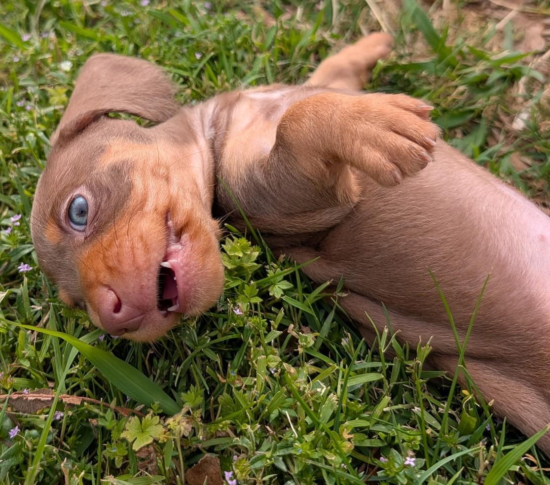 Mocha in TN, an adopted Dachshund in Shelbyville, TN image 4/6