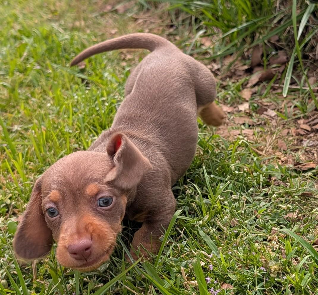 Mocha in TN, an adopted Dachshund in Shelbyville, TN image 6/6