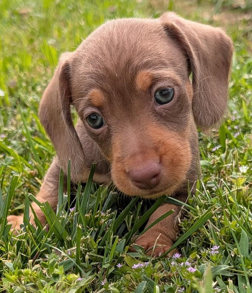 Mocha in TN, an adopted Dachshund in Shelbyville, TN image 5/6