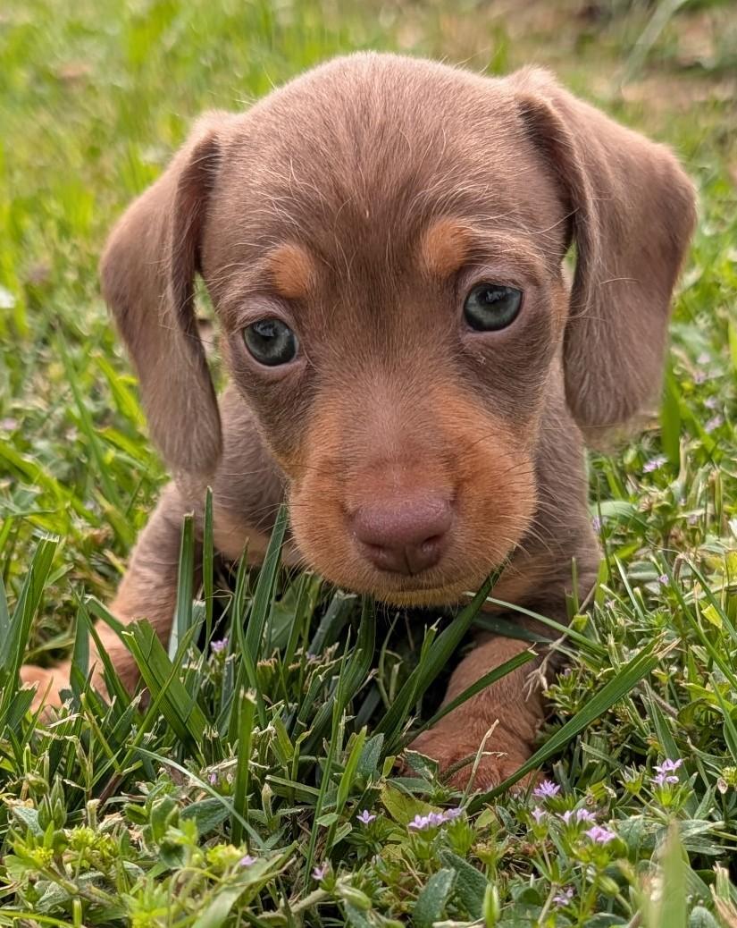 Mocha in TN, an adopted Dachshund in Shelbyville, TN image 3/6