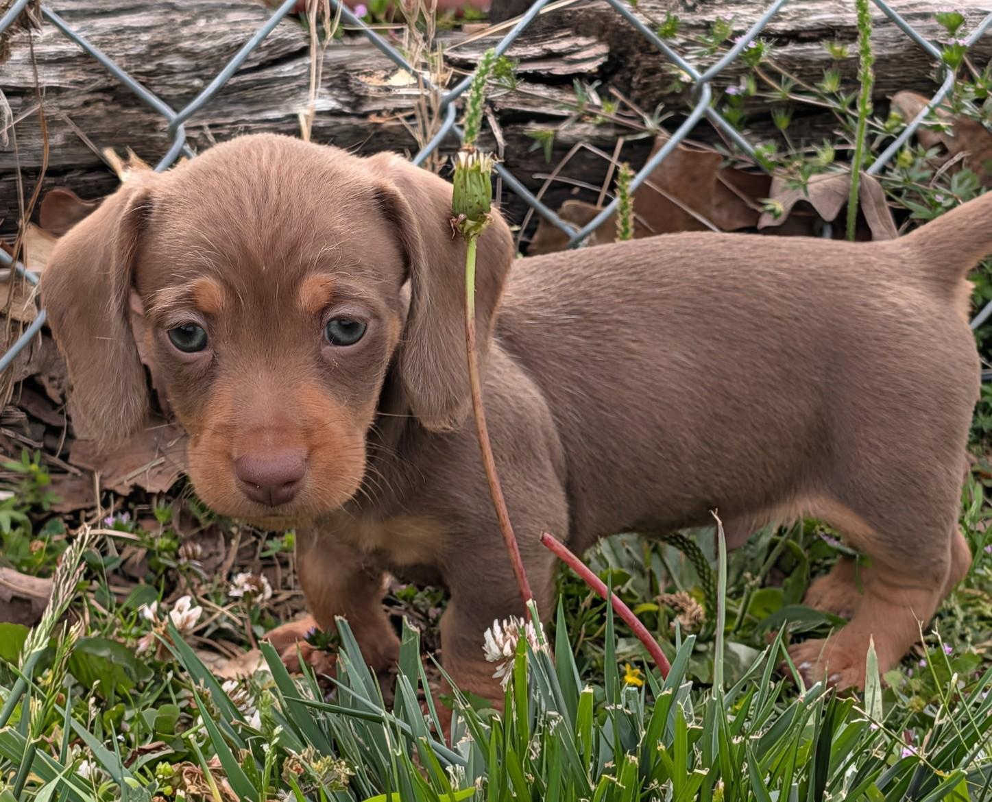 Mocha in TN, adopted, Puppy Male Dachshund.