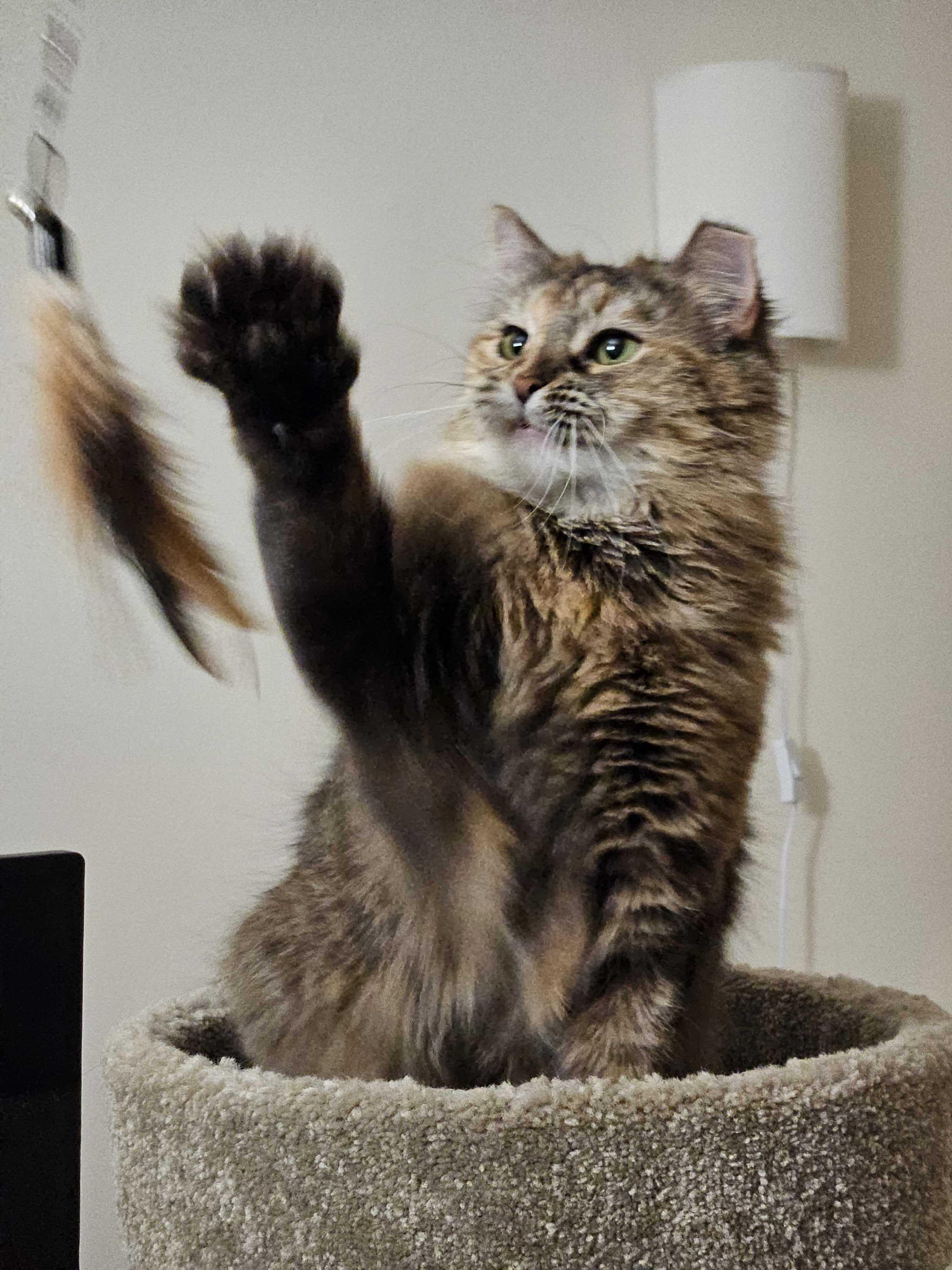 Enlarge Lana, a Adoptable Domestic Short Hair in Waltham, MA image 2/6