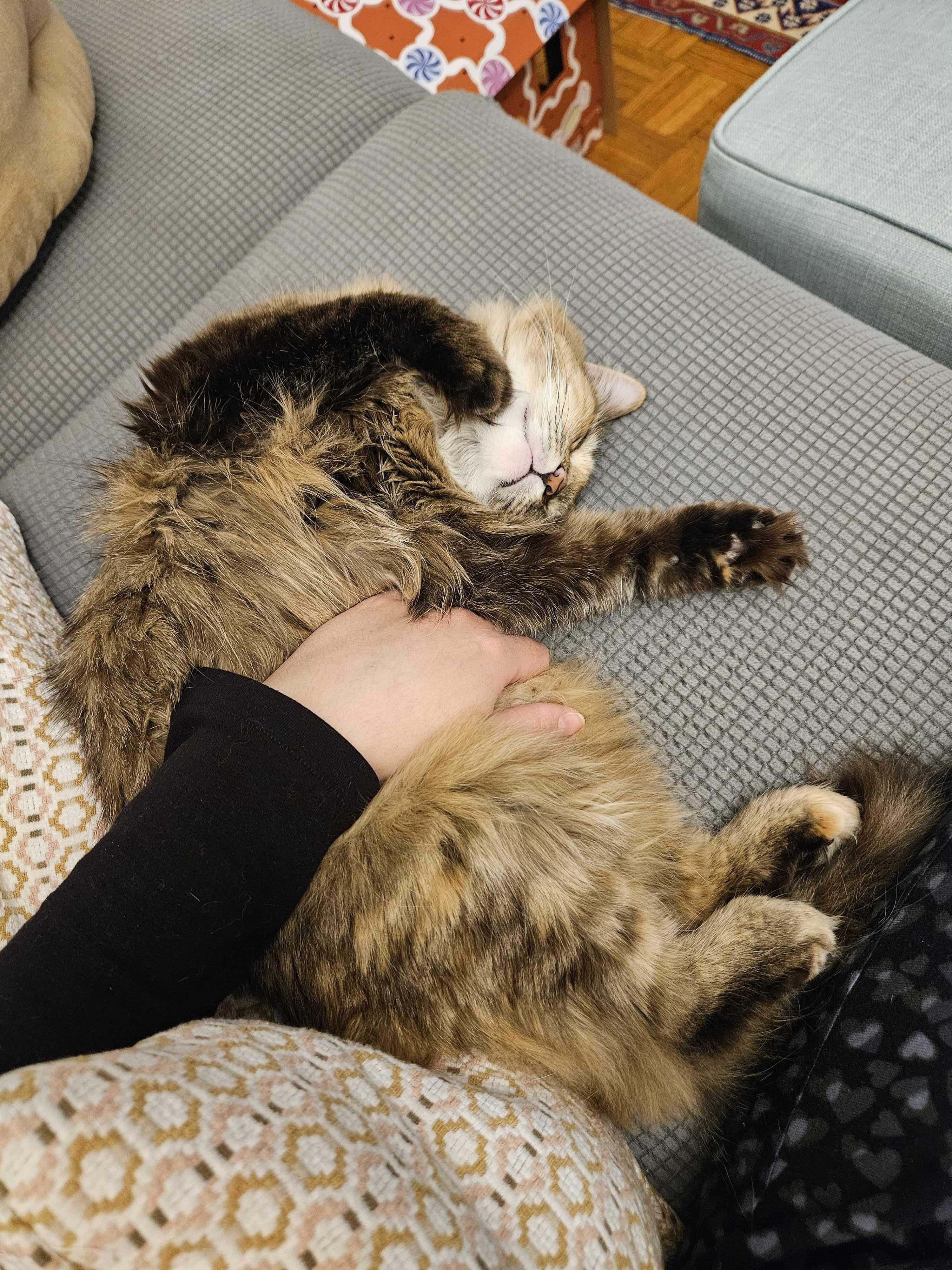 Enlarge Lana, a Adoptable Domestic Short Hair in Waltham, MA image 4/6