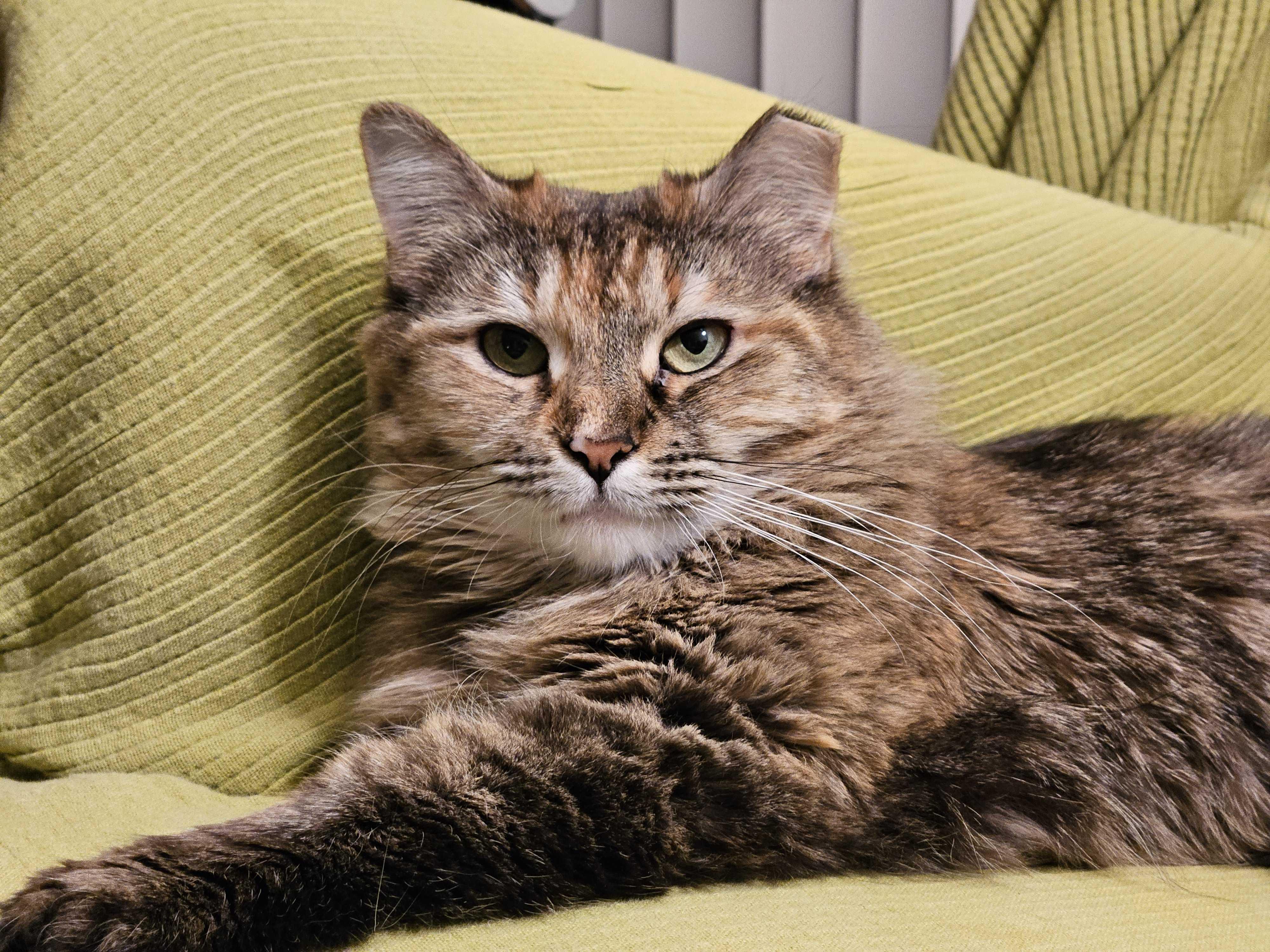 Enlarge Lana, a Adoptable Domestic Short Hair in Waltham, MA image 1/6