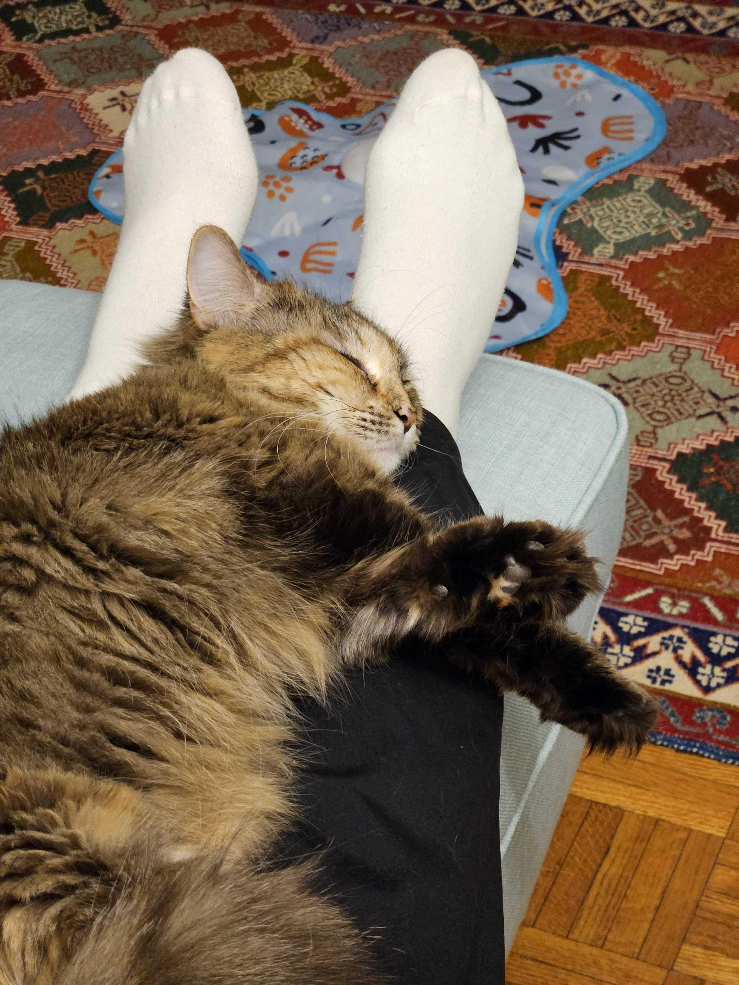 Enlarge Lana, a Adoptable Domestic Short Hair in Waltham, MA image 5/6