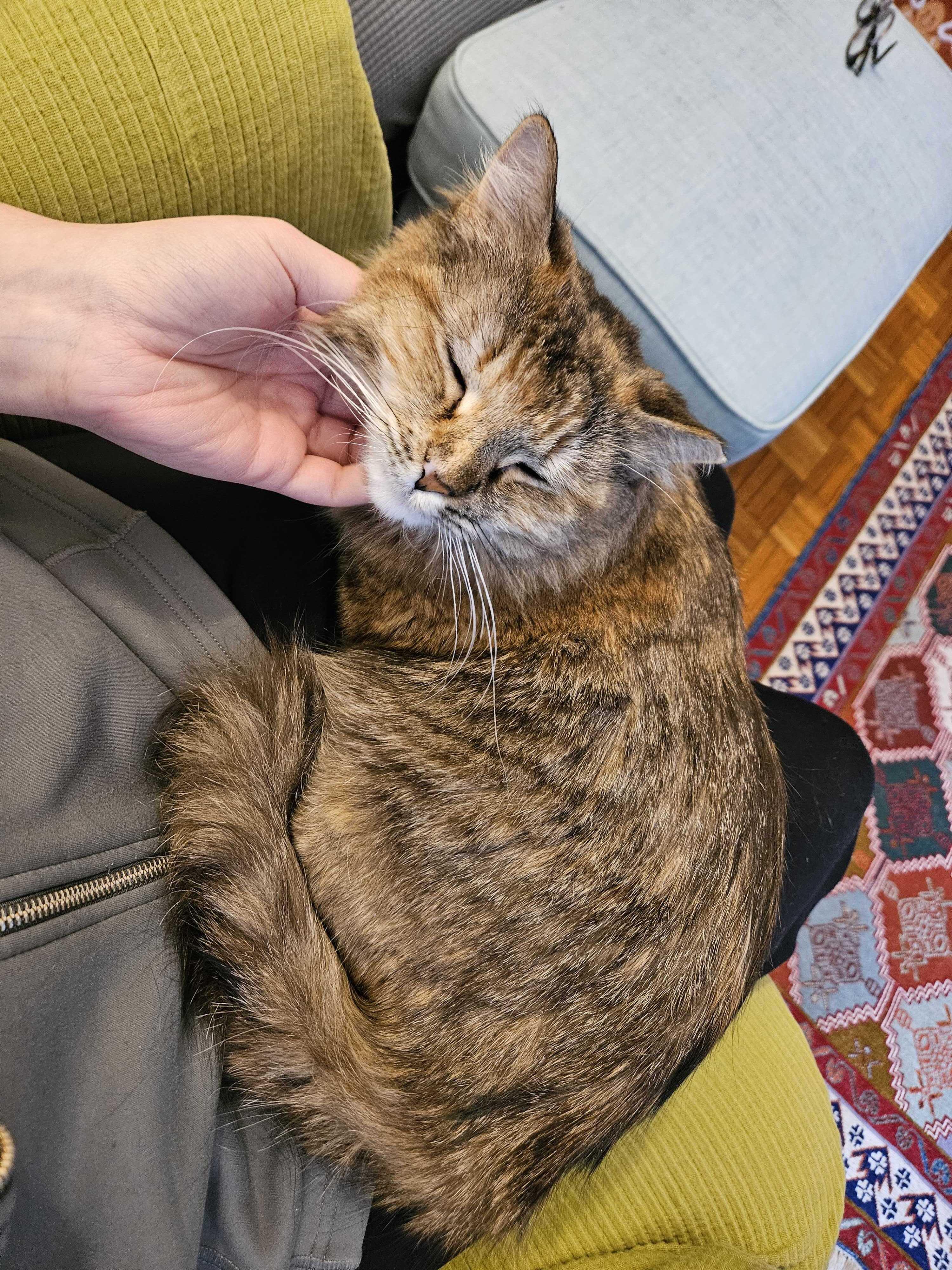 Enlarge Lana, a Adoptable Domestic Short Hair in Waltham, MA image 3/6