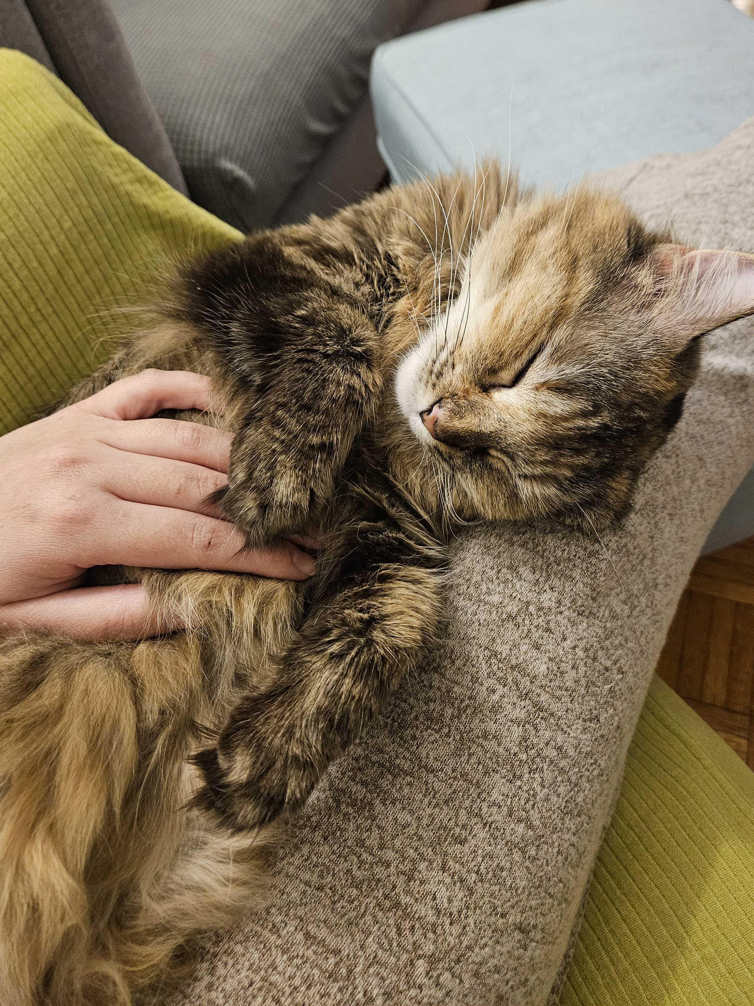 Enlarge Lana, a Adoptable Domestic Short Hair in Waltham, MA image 6/6