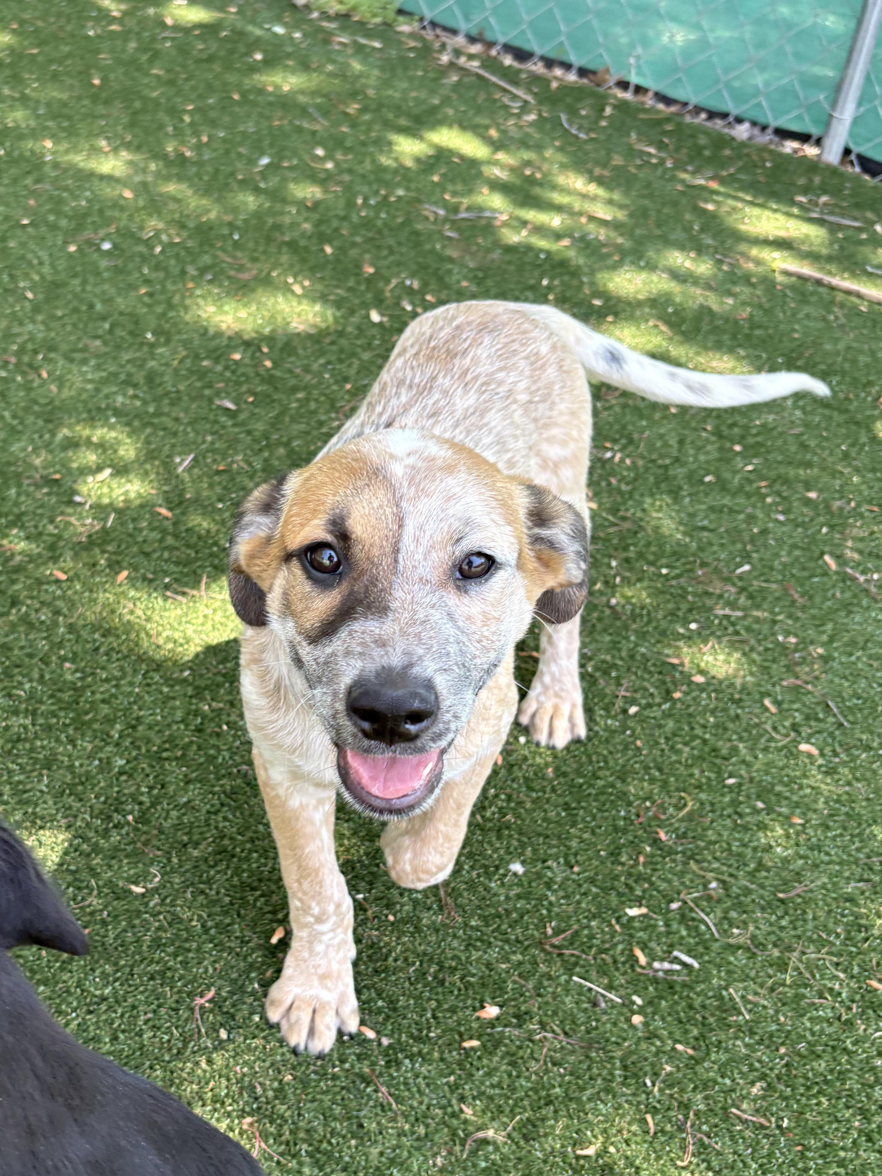 Enlarge Dave, a ADOPTABLE mixed breed in Gallatin, TN image 4/5