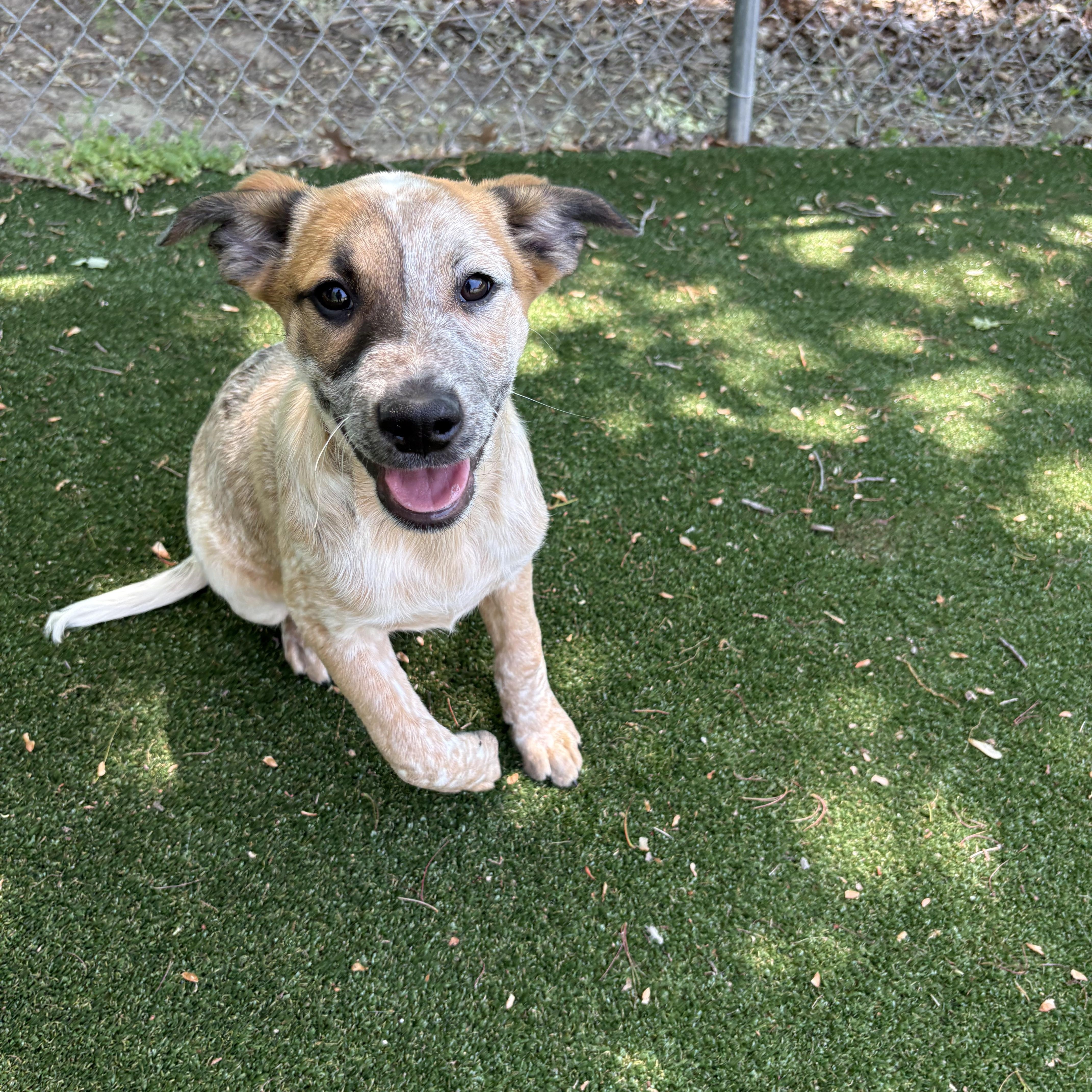 Enlarge Dave, a ADOPTABLE mixed breed in Gallatin, TN image 5/5