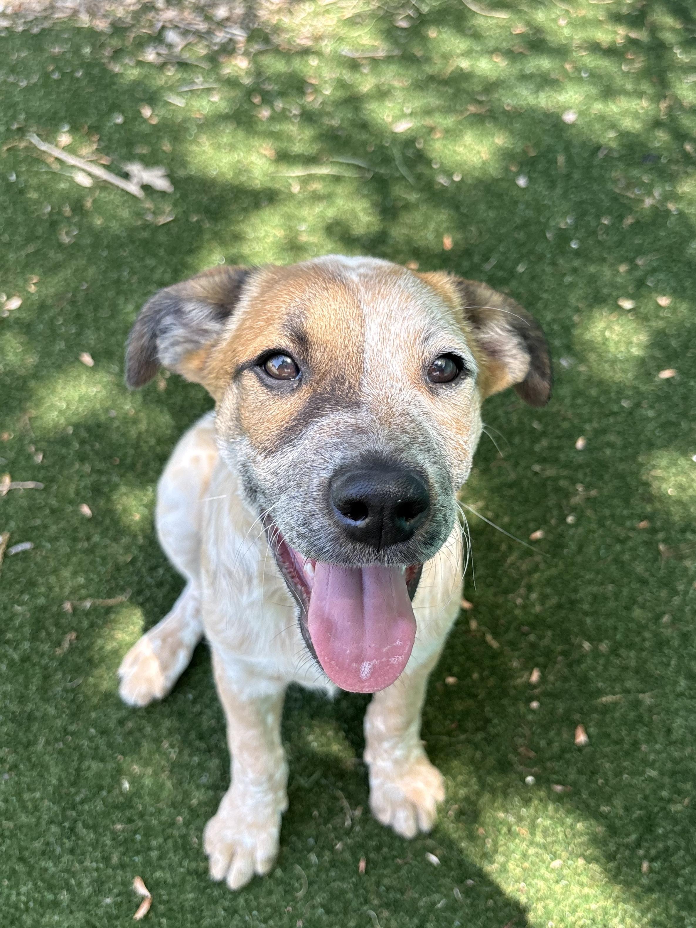 Enlarge Dave, a ADOPTABLE mixed breed in Gallatin, TN image 2/5