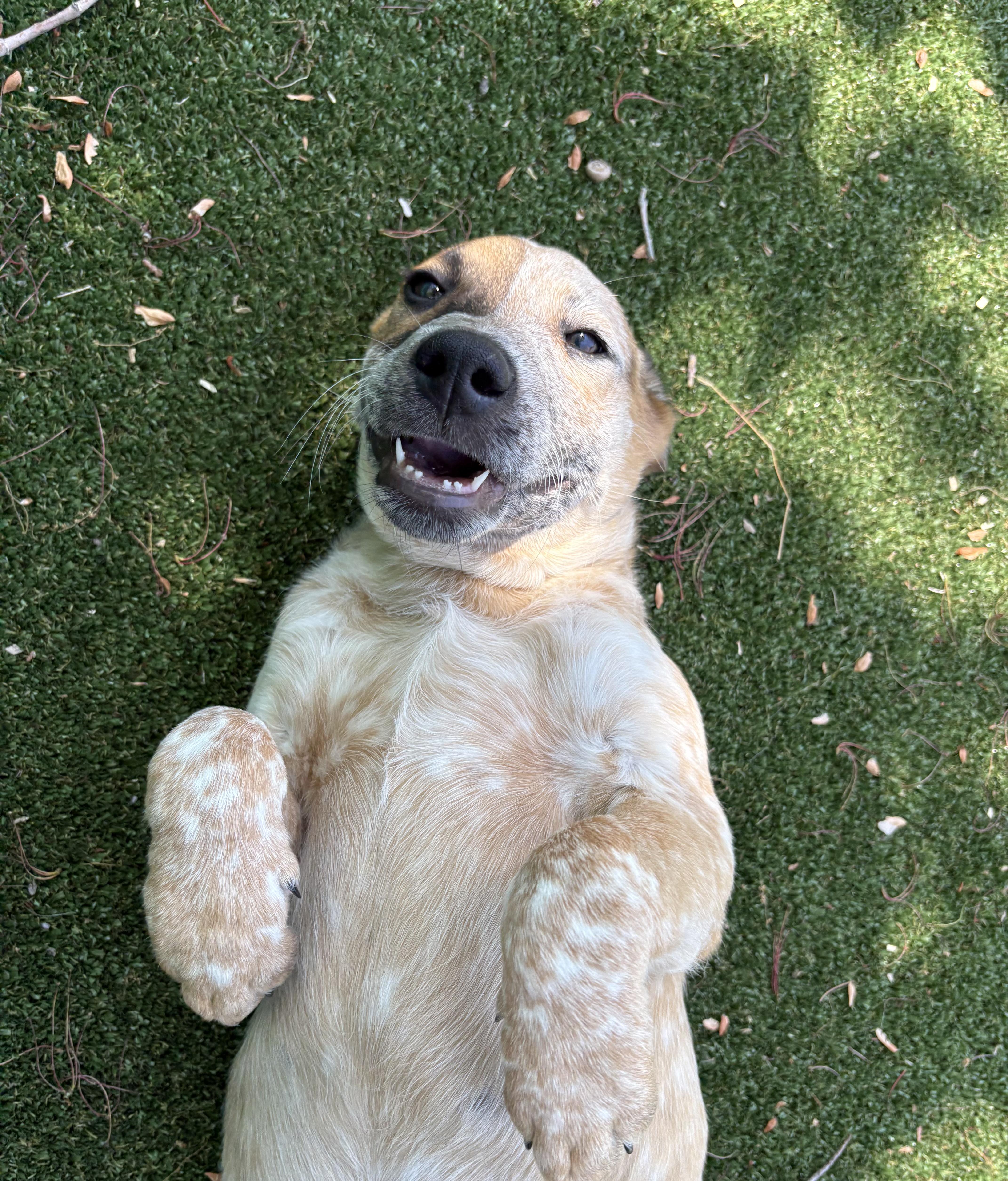 Enlarge Dave, a ADOPTABLE mixed breed in Gallatin, TN image 3/5