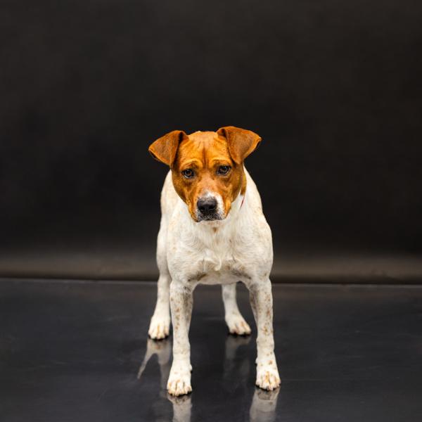 Pen 155c Johnny, a Adoptable mixed breed in Lawrenceville, GA image 1/3