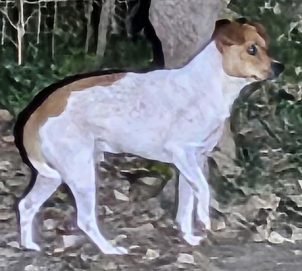 Pen 155c Johnny, a Adoptable mixed breed in Lawrenceville, GA image 2/3