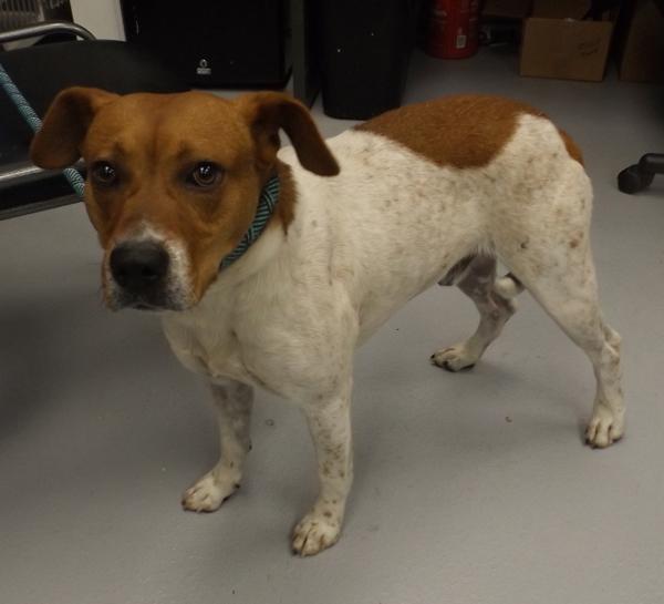 Pen 155c Johnny, a Adoptable mixed breed in Lawrenceville, GA image 3/3