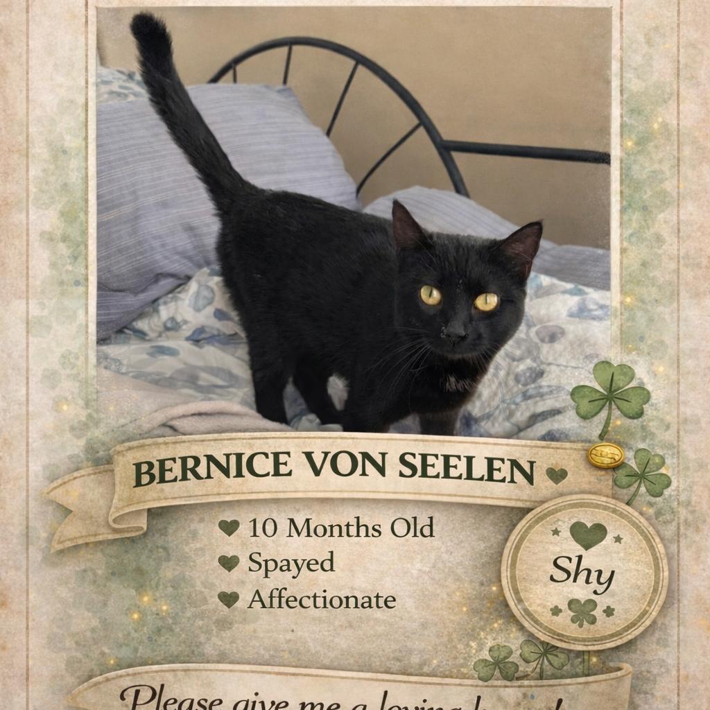 Enlarge 1560 Bernice von seelan, a Adoptable Domestic Short Hair in Abbeville, SC image 1/2