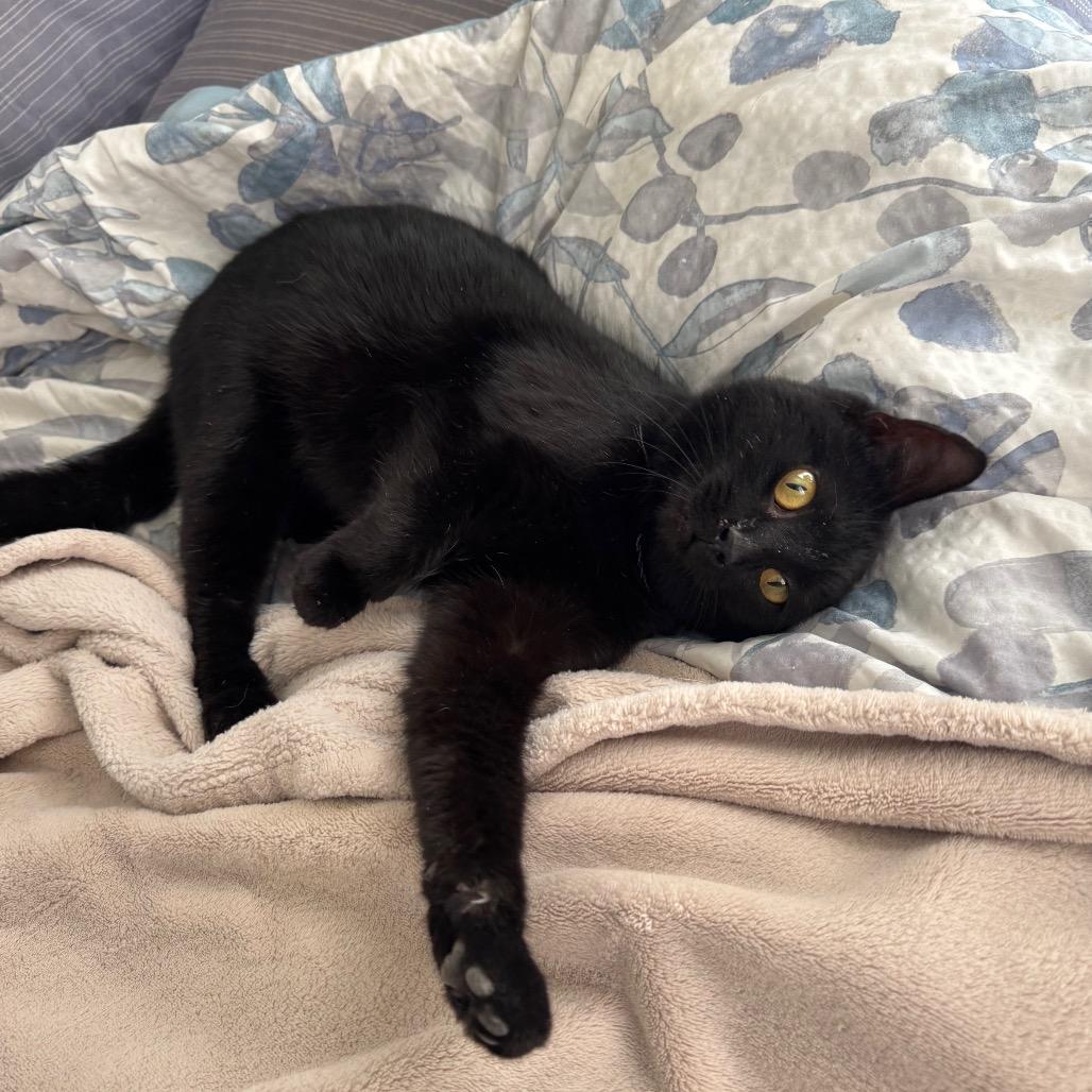 Enlarge 1560 Bernice von seelan, a Adoptable Domestic Short Hair in Abbeville, SC image 2/2