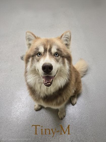 Tiny, Adoptable, Adult Male Siberian Husky & Mixed Breed.