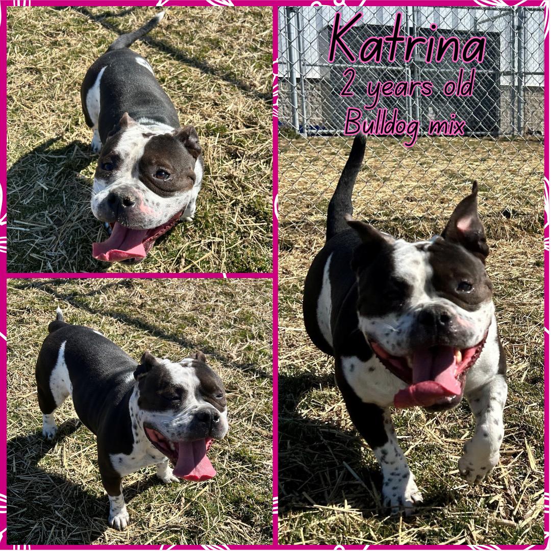 Enlarge Katrina, a ADOPTABLE Bulldog in Franklin, IN image 1/1