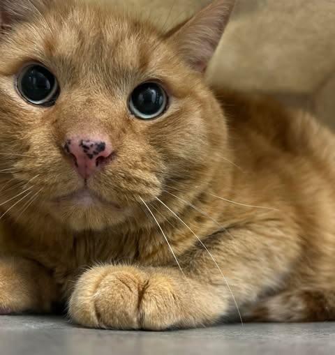 Sylas, Adoptable, Senior Male Domestic Short Hair.