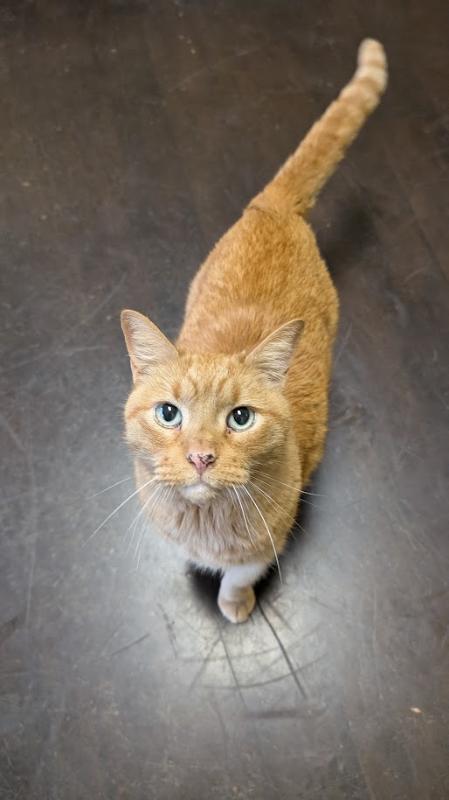 Sylas, a Adoptable Domestic Short Hair in Fruit Heights, UT image 2/6