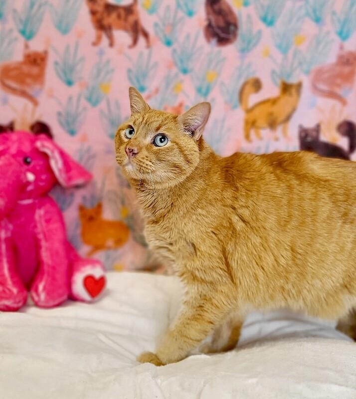 Sylas, a Adoptable Domestic Short Hair in Fruit Heights, UT image 3/6