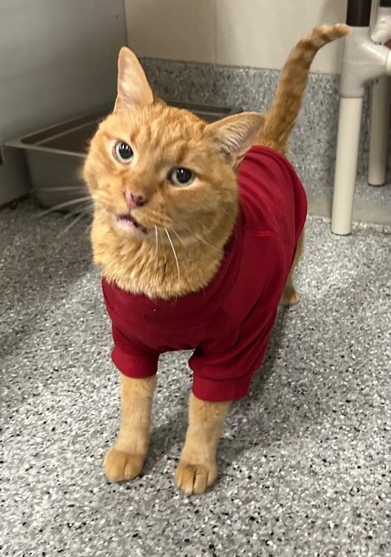 Sylas, a Adoptable Domestic Short Hair in Fruit Heights, UT image 4/6