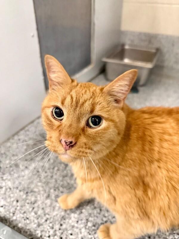 Sylas, a Adoptable Domestic Short Hair in Fruit Heights, UT image 5/6