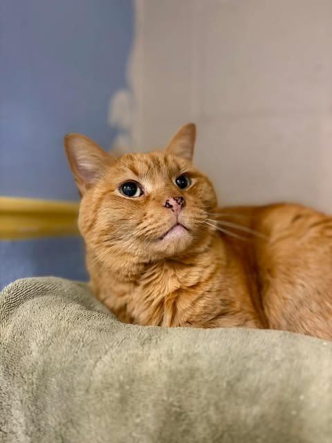 Sylas, a Adoptable Domestic Short Hair in Fruit Heights, UT image 6/6