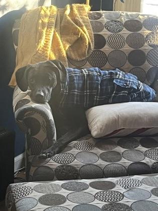 Brady, Adoptable, Adult Male Hound & Mixed Breed.