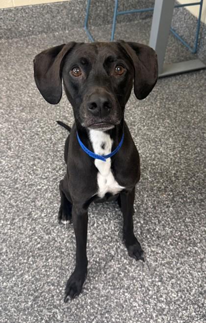 Enlarge Brady, a Adoptable mixed breed in Westland, MI image 2/2